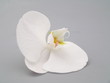 weiße orchidee