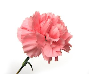 Wall Mural - pink carnation
