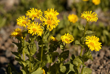 Wall Mural - doronicum altaicum