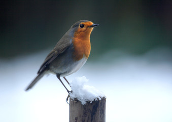 Wall Mural - robin in the snow