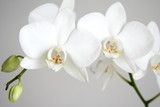 white orchid