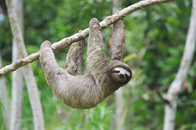 Sloth In Panama