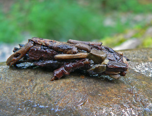 Wall Mural - larve of caddis fly 1