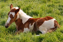 Small Foal Resting