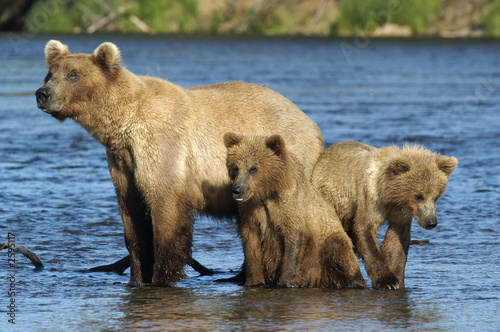 Fotomural brown bear sow with cubs standing in river