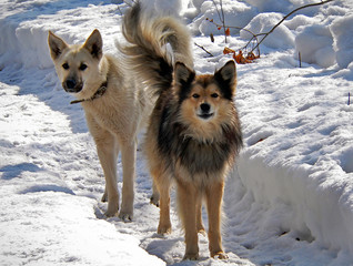 Canvas Print - dogs on snow 2