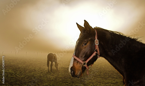 Plakat koń we mgle