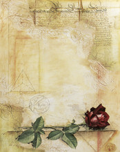 Old Ancient Parchment With Red Rose