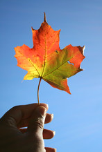 Holding Maple Leaf
