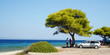 Family in vacation with break car behind beautiful green tree at seashore in Greece.