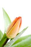 Fototapeta Tulipany - tulip with dew drops