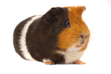 Portrait Of A Guinea-pig