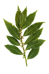 bay leaf isolated on white background