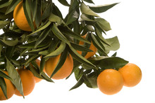 Large Cluster Of Oranges