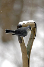 Tufted Titmouse Perched On A Antique Shovel Handle