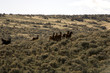 wild horses standing in sagebrush