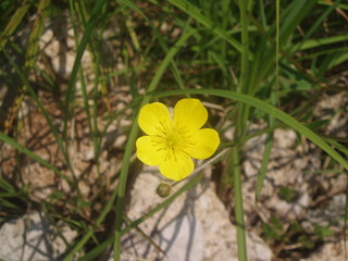 one little yellow flower