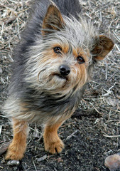 Canvas Print - shaggy dog