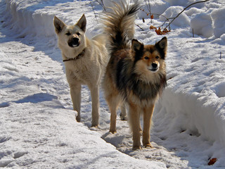 Wall Mural - dogs on snow 4