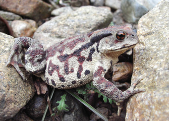 Wall Mural - far-eastern toad (bufo gargarizans) 5