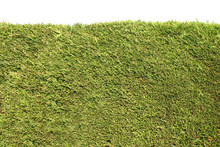 Neatly Trimmed Green Hedge With A White Background