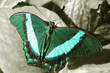 pretty turquoise green and teal monarch butterfly on black and w
