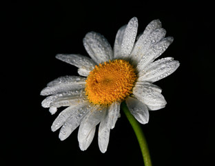 Wall Mural - daisy with dew