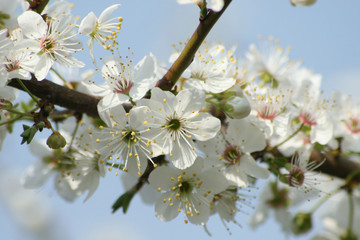 white spring flowers