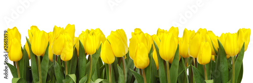 Dekoracja na wymiar  linia-zoltych-tulipanow
