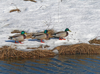 Canvas Print - wild ducks (spot-billed duck) (anas poecilorhyncha) 1