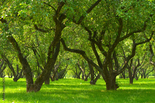 Naklejka dekoracyjna garden trees