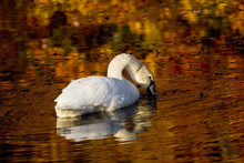 Swan In The Autumn Reflection 2