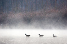 Three Geese In The Mist