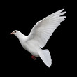 canvas print picture white dove in flight 11