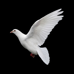 white dove in flight 11