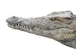 crocodile gueule fermée sur fond blanc