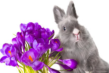 Crocus Flowers And Bunny
