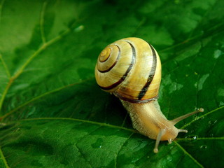 Wall Mural - snail 06