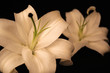 canvas print picture - two white lilies