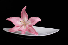 Pink Lily On Plate