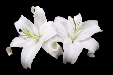 two white lilies