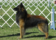 © Richard Paul - belgian tervuren dog