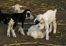 Goat Babies