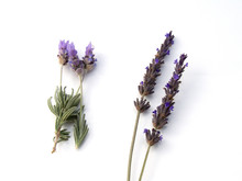 English And French Lavender