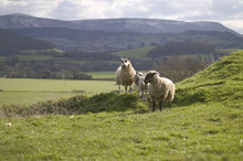Sheep On Hillside