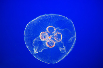 moon jellyfish in blue water