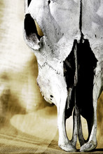 Western Cattle Skull Close-up