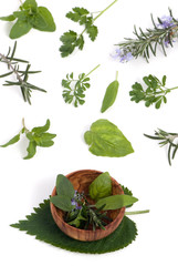 Wall Mural - herbs 004