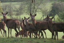 Red Deer Herd