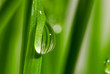 canvas print picture fresh grass with dew drops